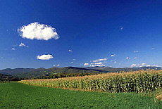 eStockPhoto Maize Food Photos