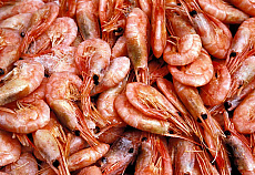 eStockPhoto Shellfish Food Photos
