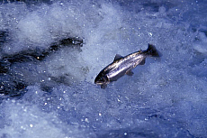eStockPhoto Rainbow Trout Fish Animal Photos