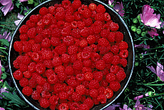 eStockPhoto Food Photos Of Raspberries