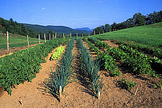 eStockPhoto Scallion Stock Photography