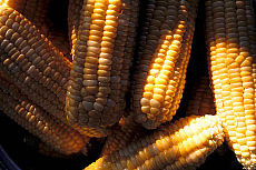eStockPhoto Maize Food Photos