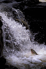 eStockPhoto Rainbow Trout Fish Animal Photos