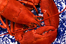 eStockPhoto Shellfish Food Photos