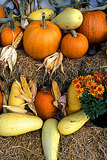 eStockPhoto Food Photos Of Pumpkins