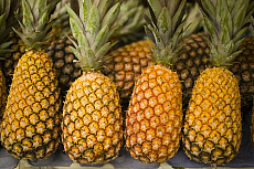 eStockPhoto Pineapple-melon Food Photos