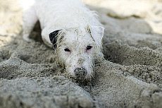Quality stock photography from estockphoto of dirty dog