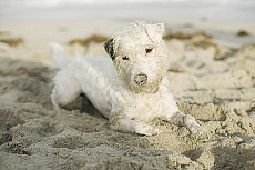 Quality stock photography from estockphoto of dirty dog