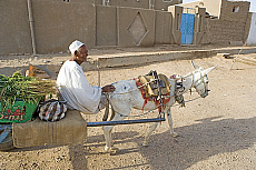 4074-203000-01
&copy; Siegfried Stolzfuss